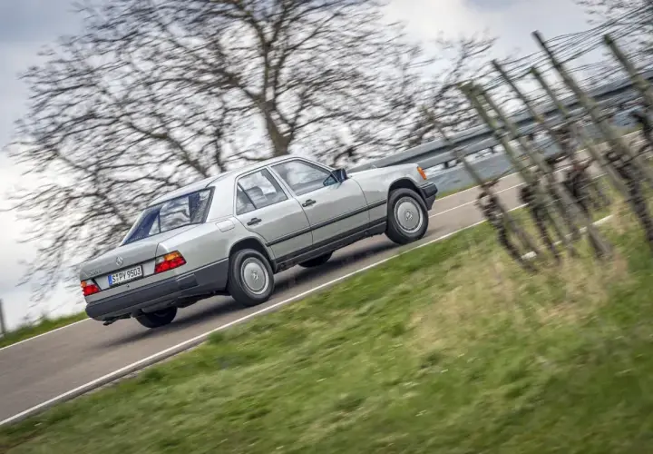 Srebrny w124 mercedes jedzie po krętej drodze wśród drzew i winorośli.